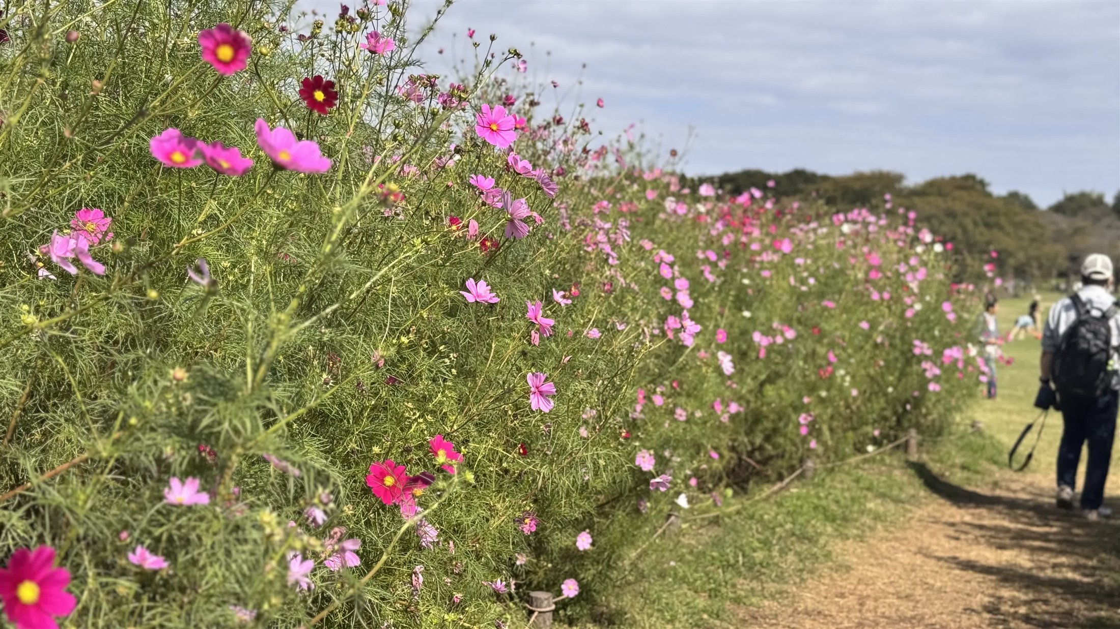 さまざまな色の花が混植された2025年のブーケガーデン