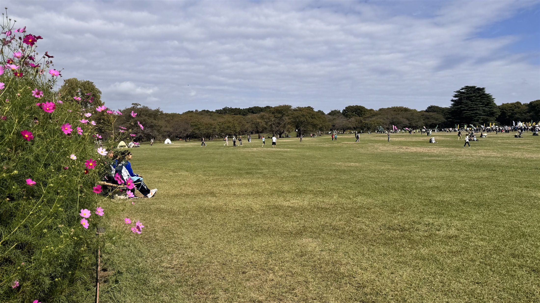 青空を背景に咲くピンクのコスモス