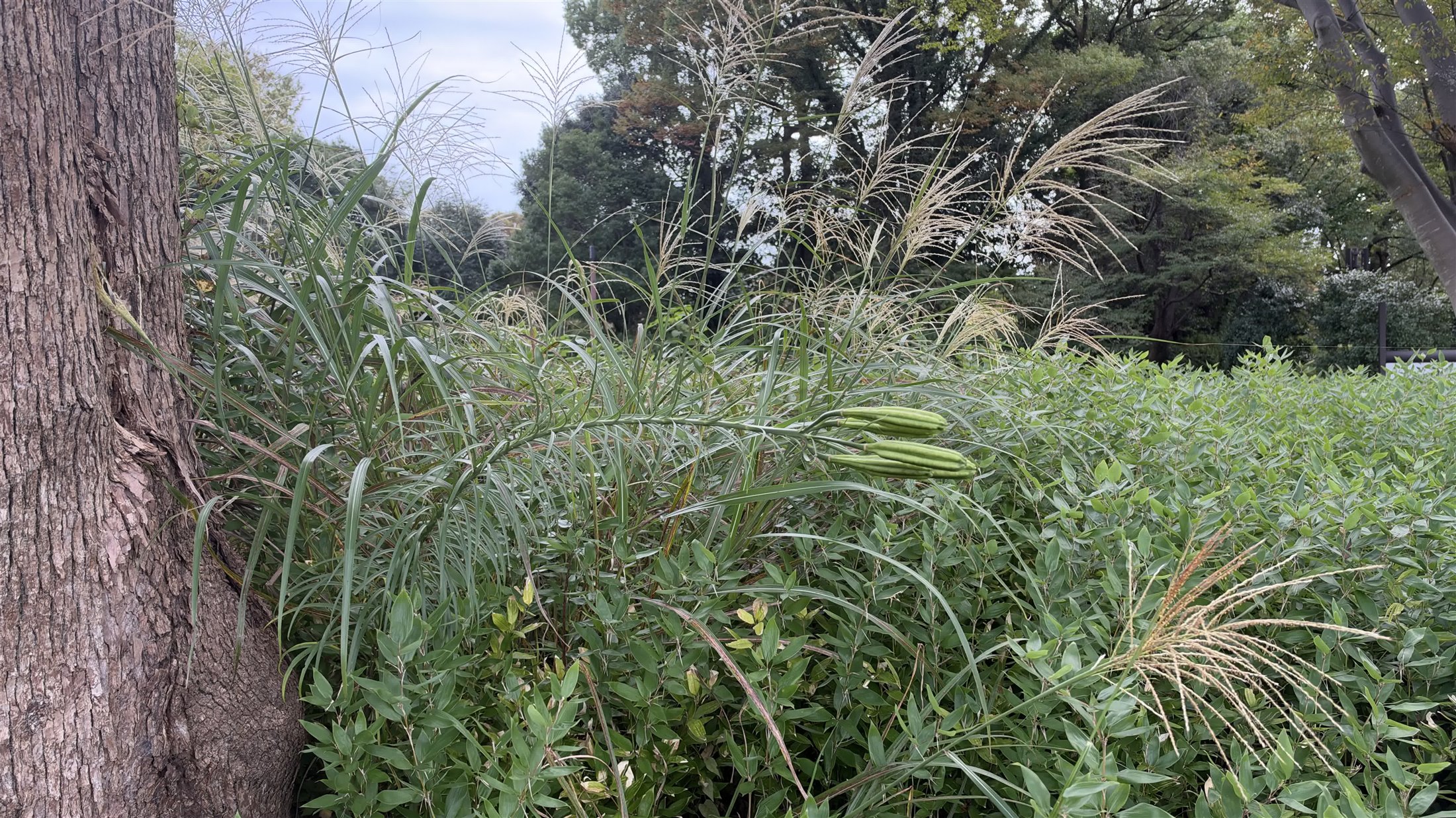 朝の光を受ける2026年の花畑