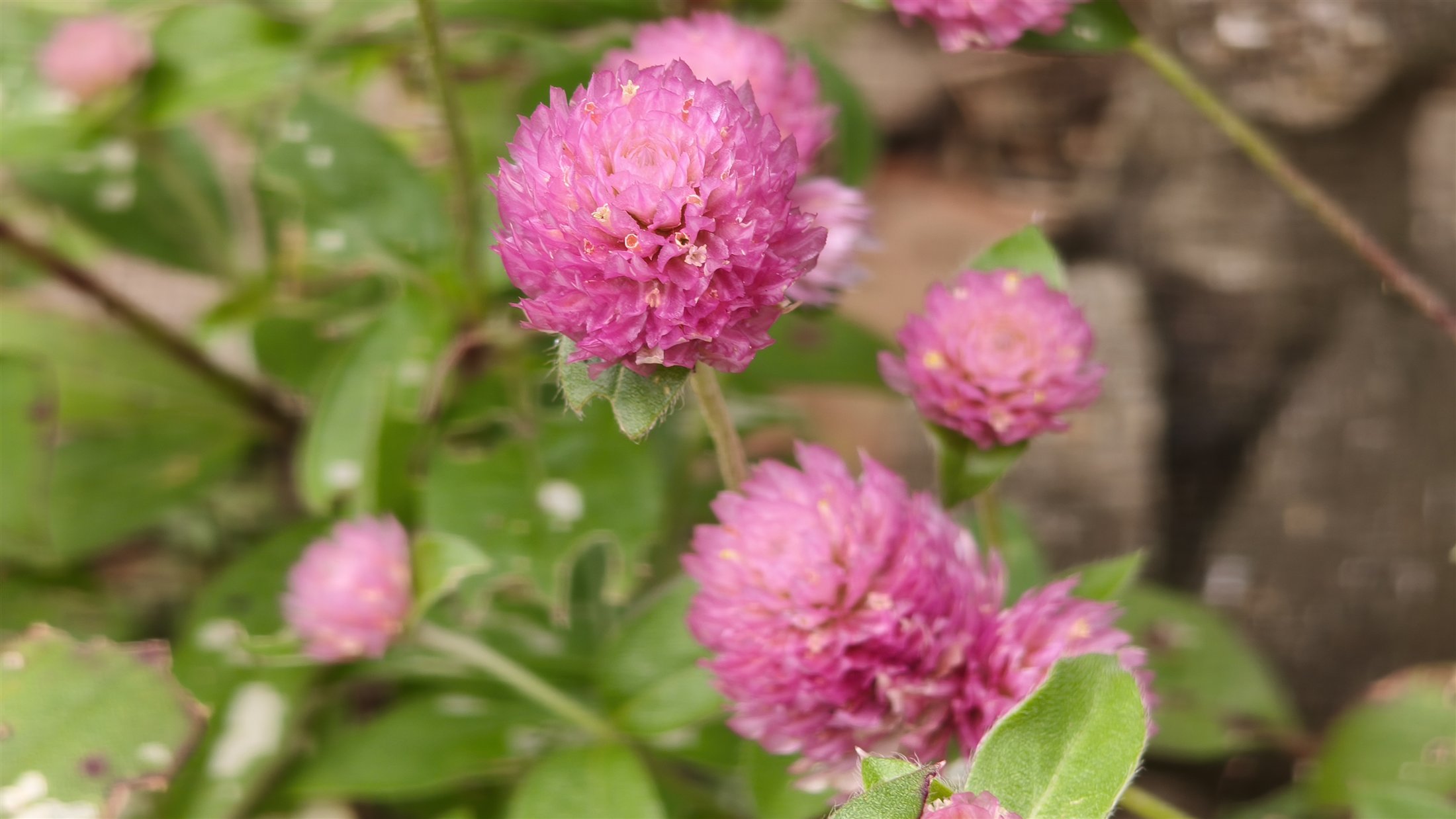 ピンクの球形の花穂をつけたセンニチコウ
