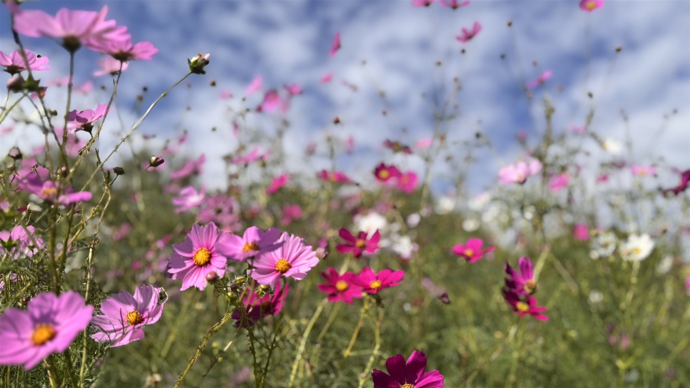 赤紫の穂が立ち並ぶ2025年のケイトウの花壇