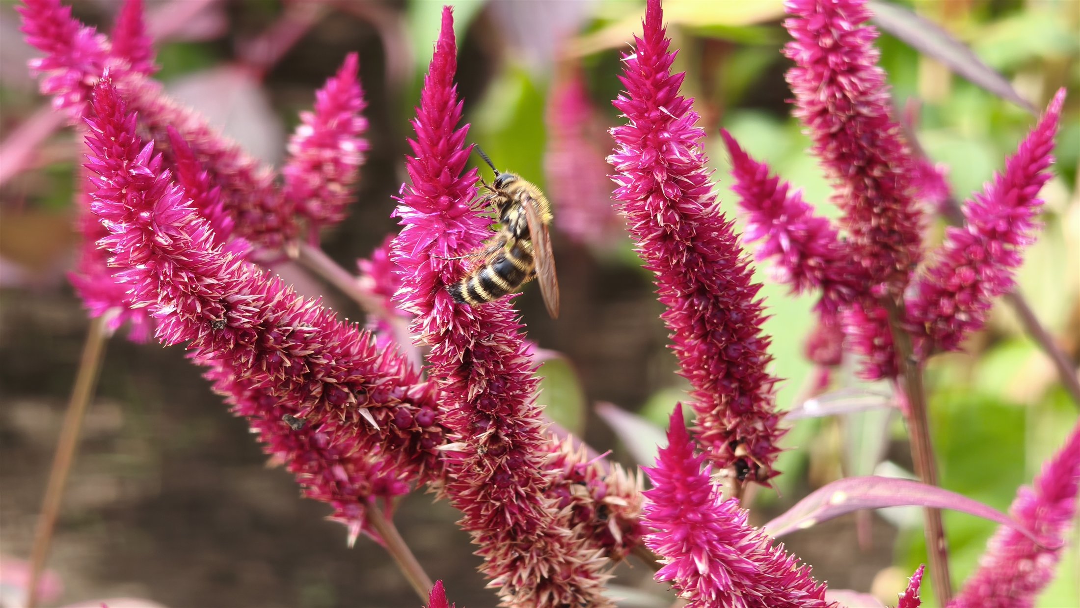 赤紫の細い穂が斜めに伸びるケイトウ類の花
