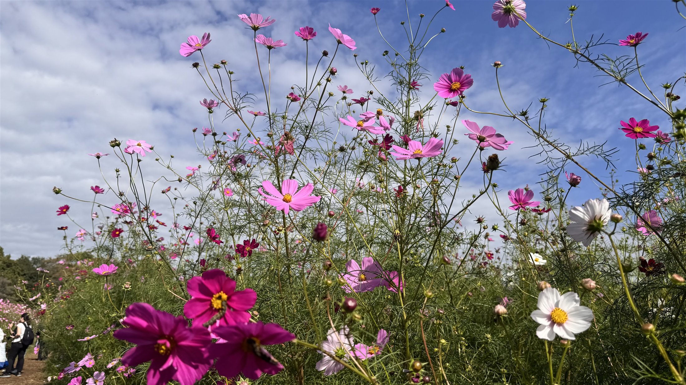 黄色と橙の花が密集して咲く2025年のキバナコスモス畑