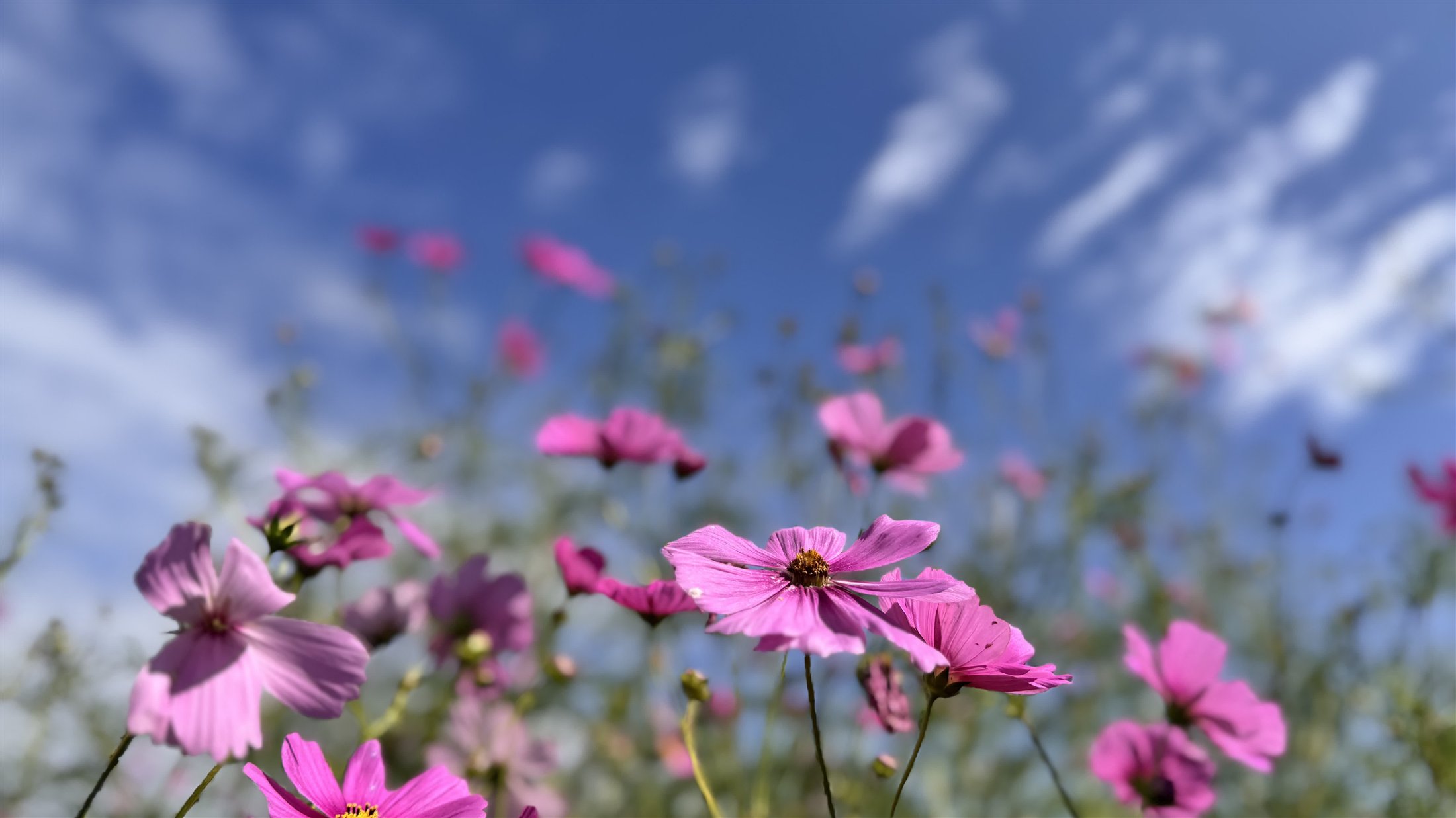 黄色と橙色の花が咲き重なる2025年の花壇