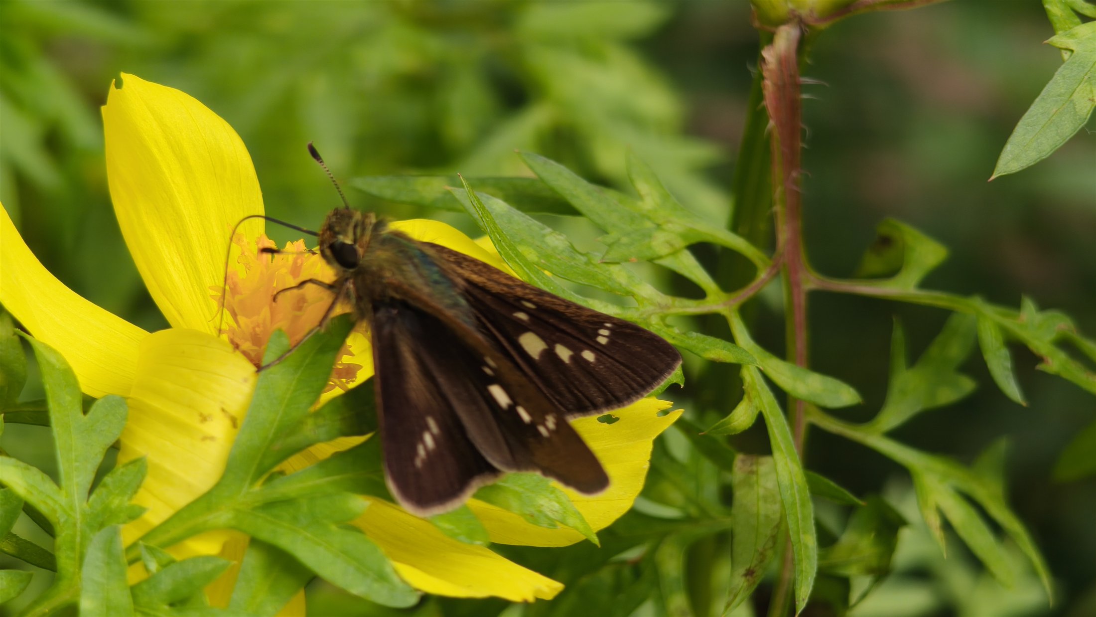 黄色い花で蜜を吸う褐色のセセリチョウ