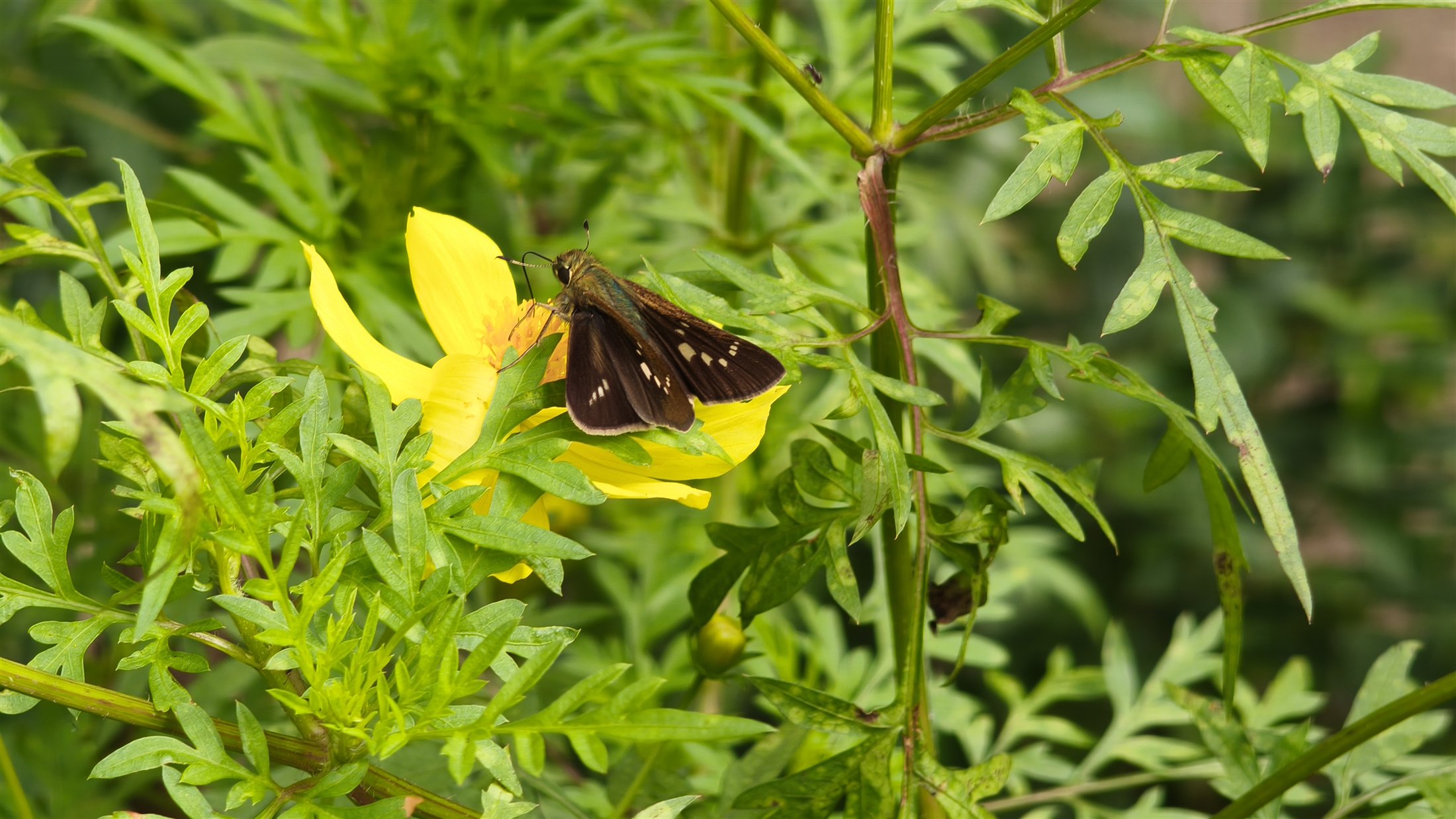 黄色い花で蜜を吸う褐色のセセリチョウ